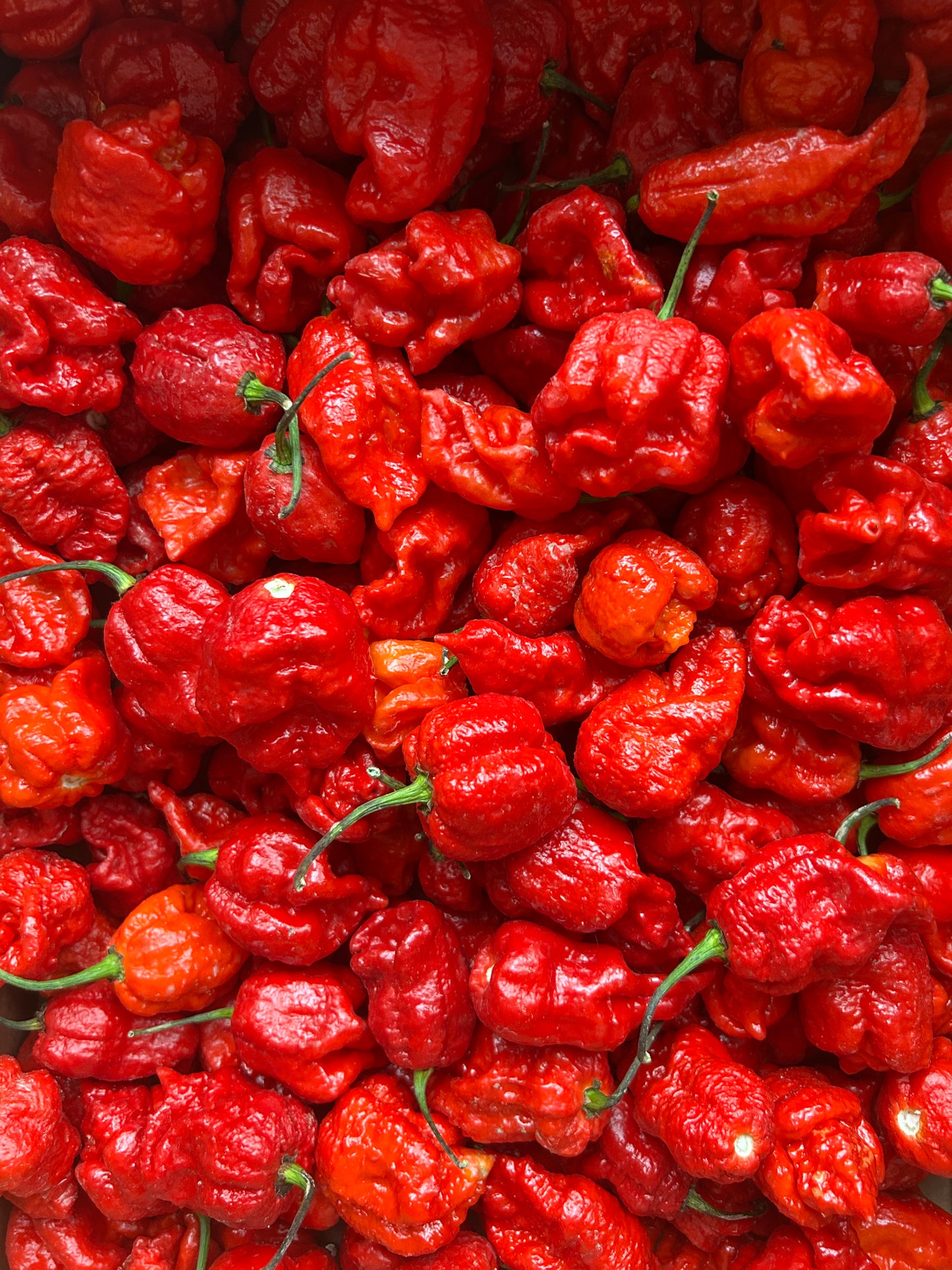 Back to burn: 100% Armageddon